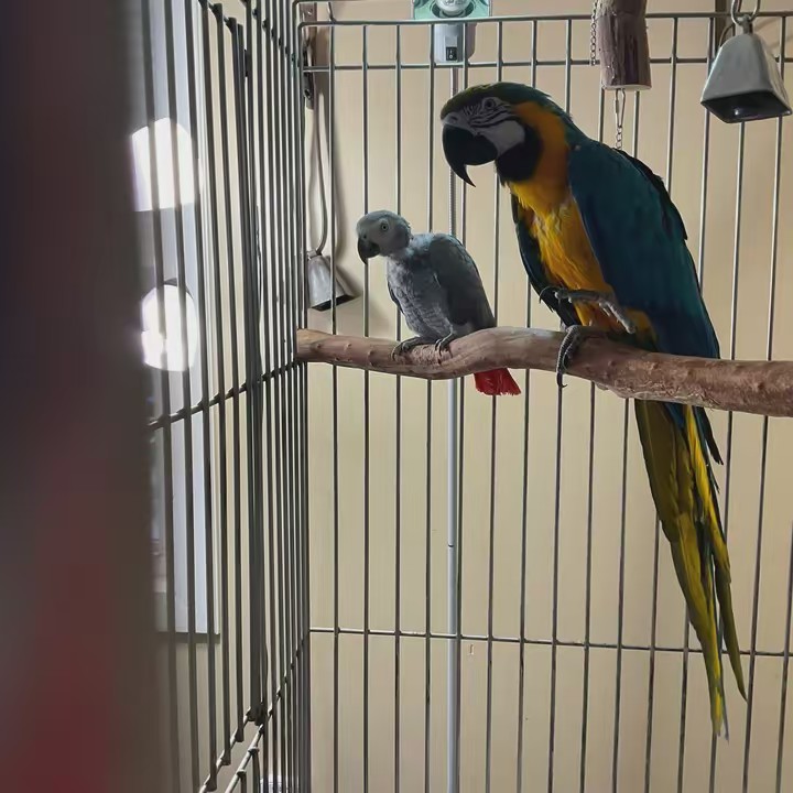 Adventures w Baloo &Sweetie