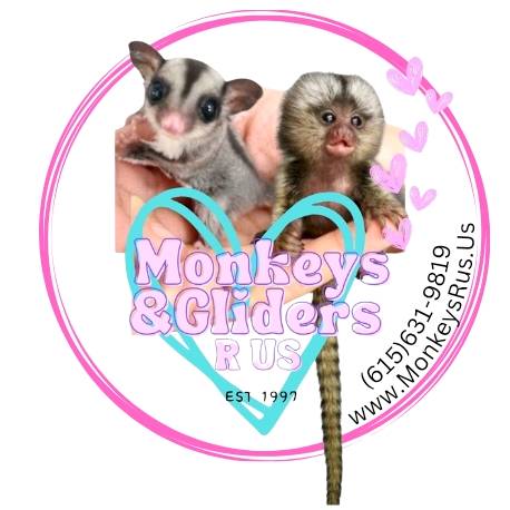 Monkeys & Gliders R Us