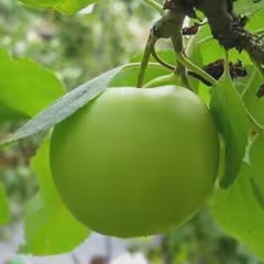 Vật tư hoa lan An Bình Dĩ An