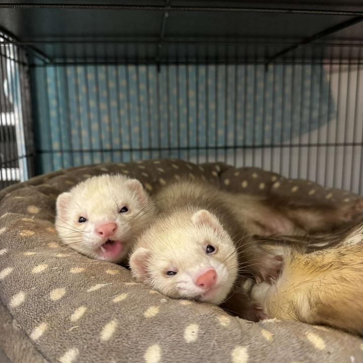 Daisy, Mowgli & Bear