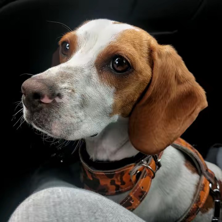 avellanabeagle