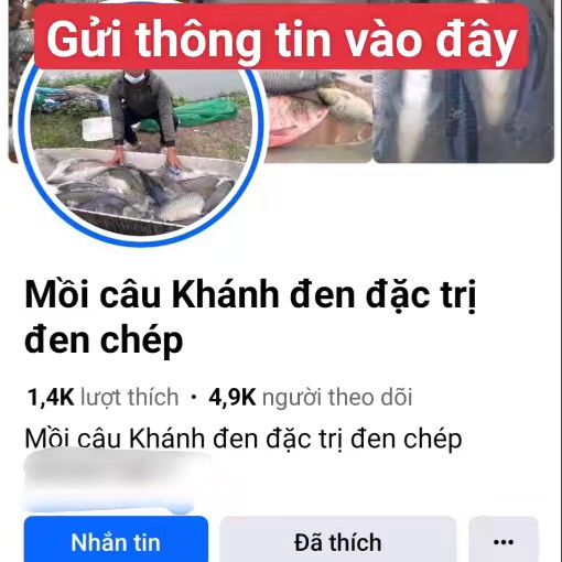 mồi câu khánh đen