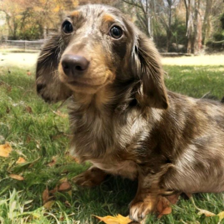 Dandelion Dachshunds