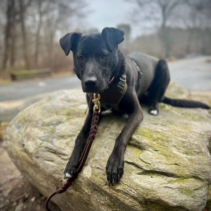 HF’s Colorful Companions,LLC