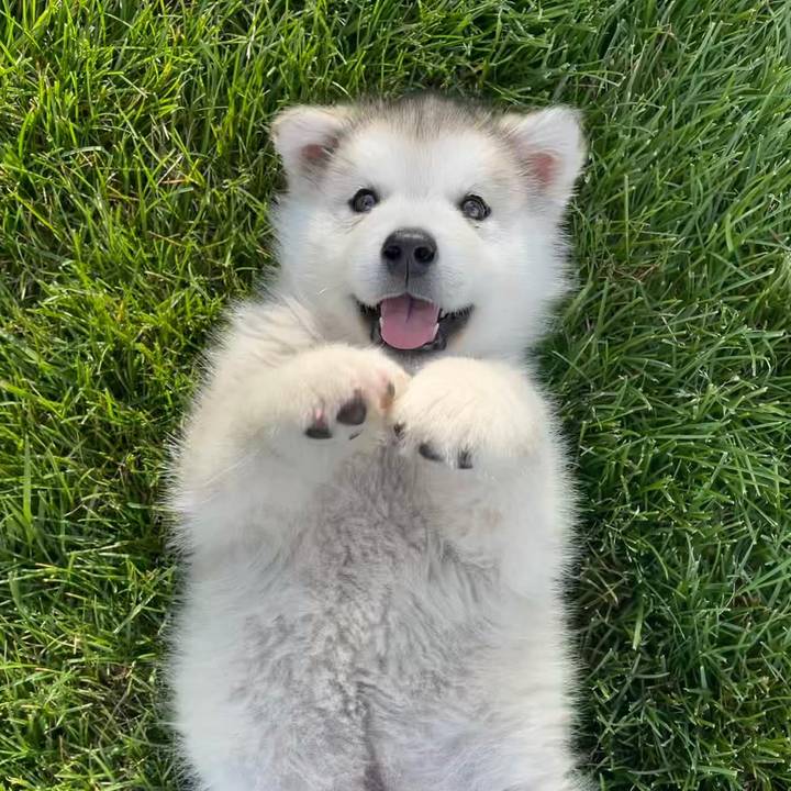 Hugo The Malamute