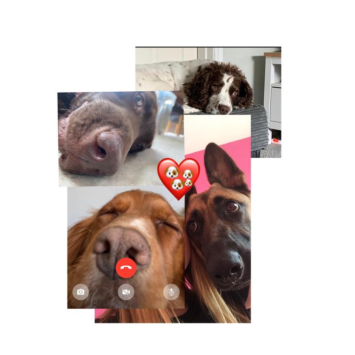 🦴🍫🎉✨Doggies!✨🎉🍫🦴