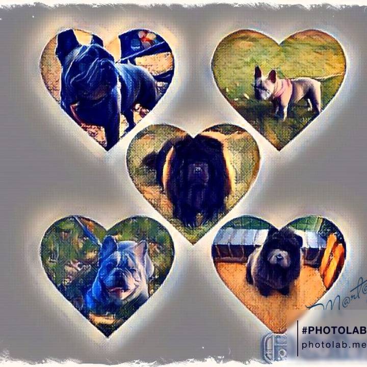 FrenchBulldog.ChowChows