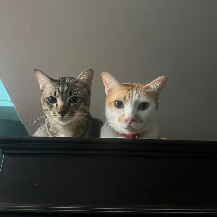 มิ้น มีแมวชื่อ นมไมโลโซดากาแฟ