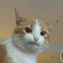 wizard 101                  🦞