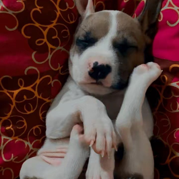 Hola! Soy Benny! 🐕🦴