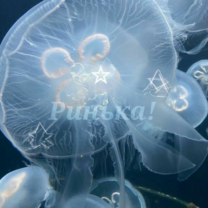 Ринька!🥝🌹