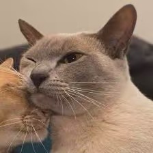 ❂ Calico'Claw (2 Owners) ❂