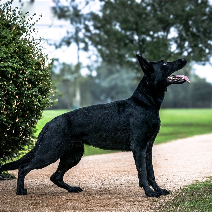 deltahausgermanshepherds