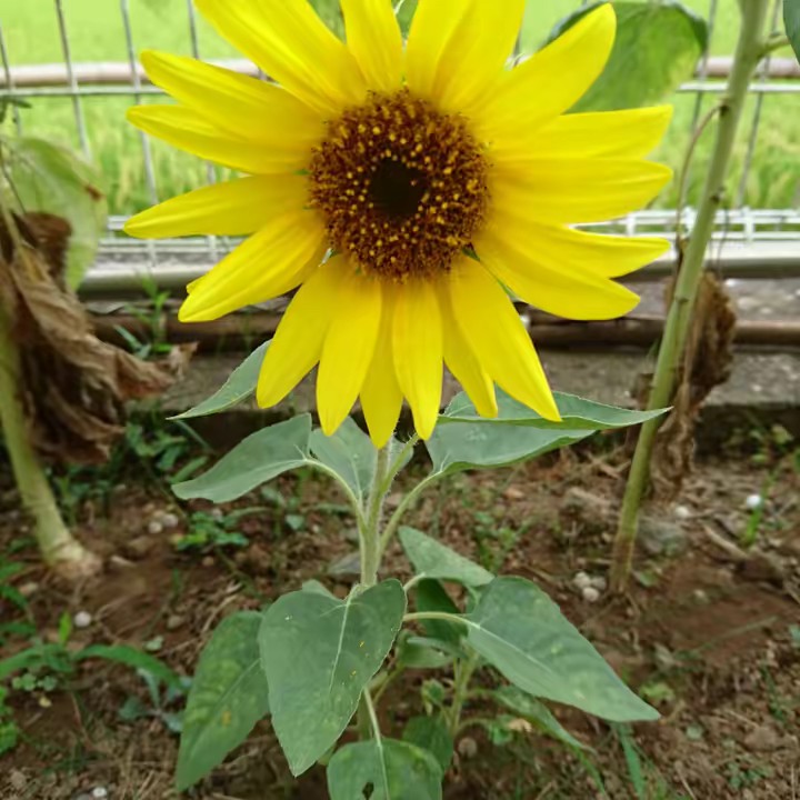 🍈ヨッシー🍡RJ4🌸