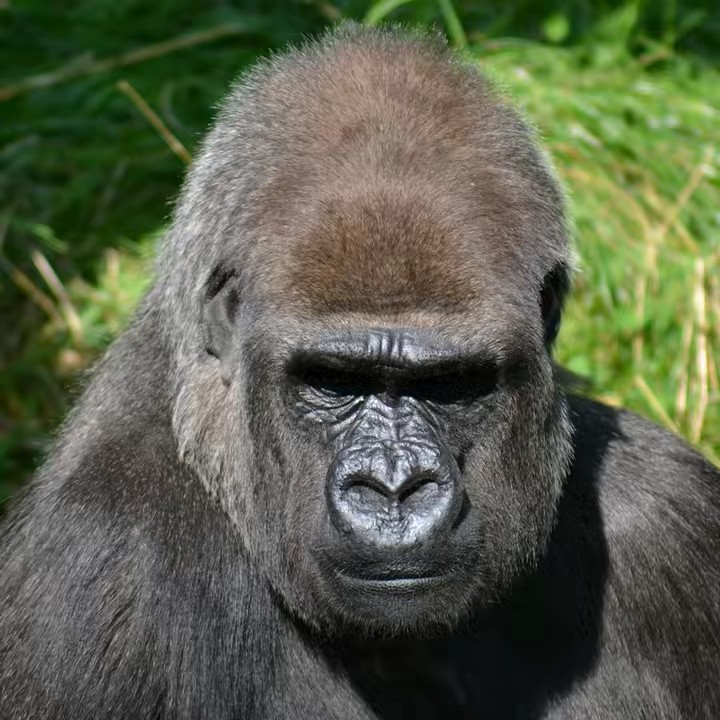 le gorille fortniteu