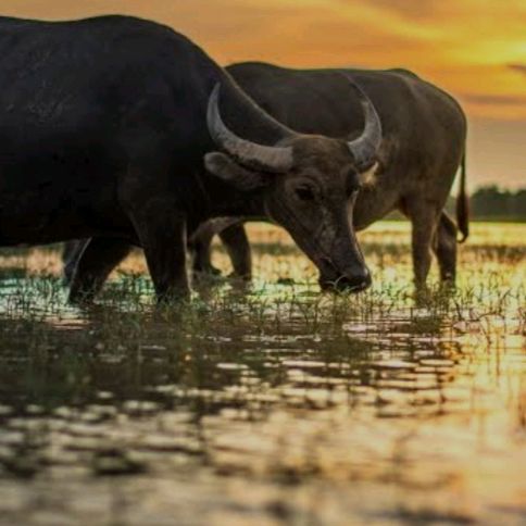 นาๆๆจิตตัง