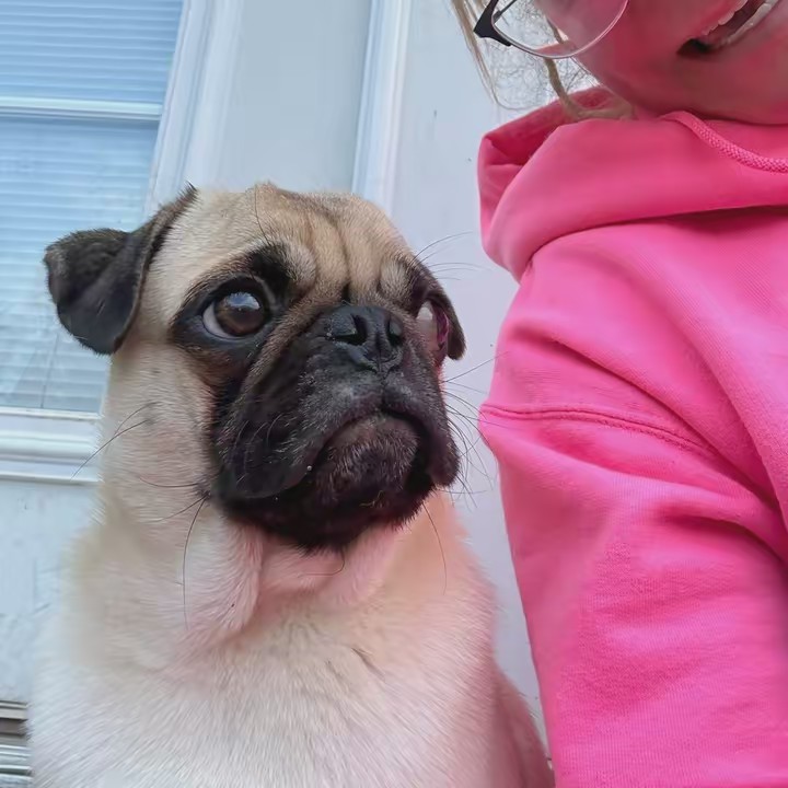 pugmama907