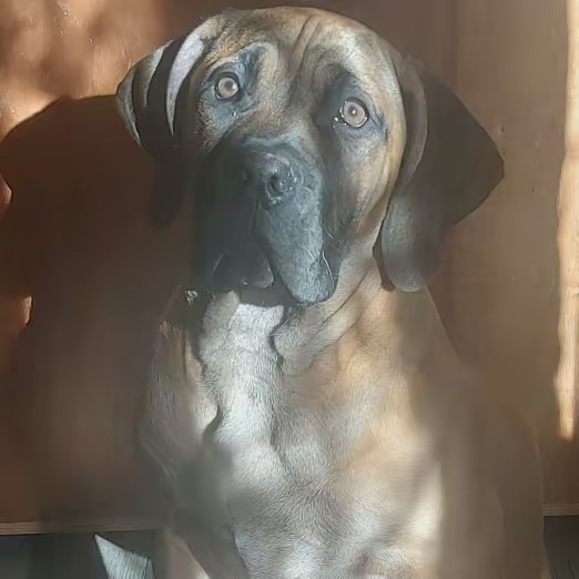 Queensize Boerboels