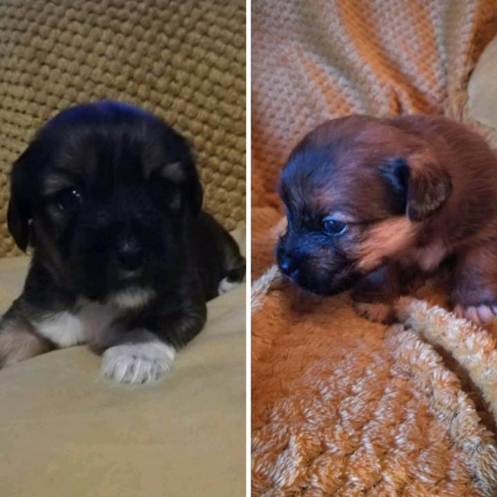 Life of Ted and Pippa 🐕