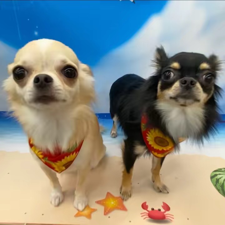 チワワのれもん♡れむ(もん♡むう)