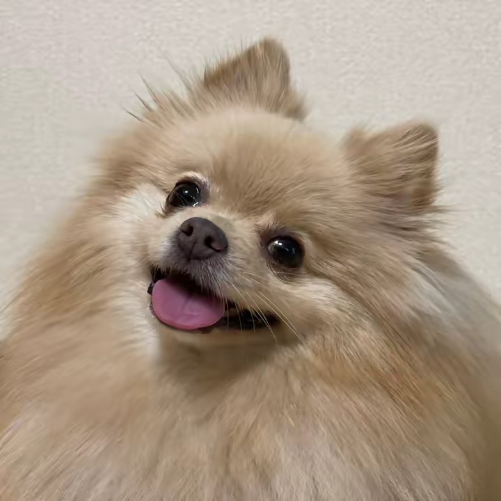 KINGの父ちゃん🐶👑