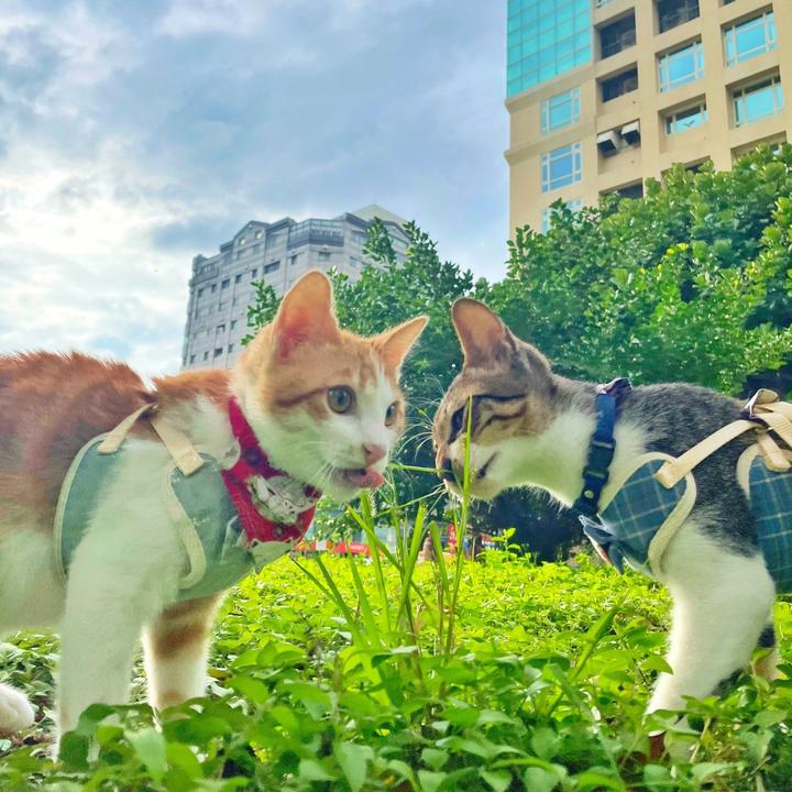 嚕拉｜拉比｜斑比