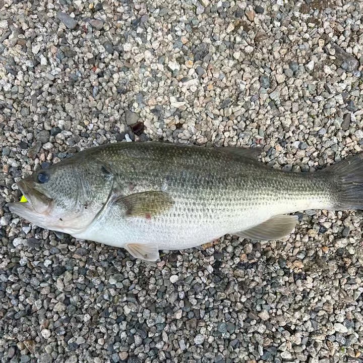 おいし〜やみー