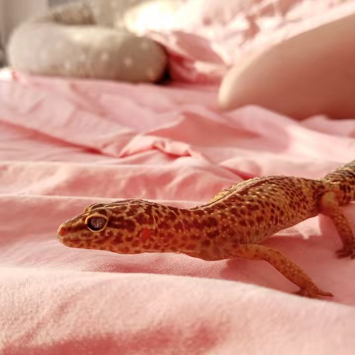 Эублефар Бу 👻