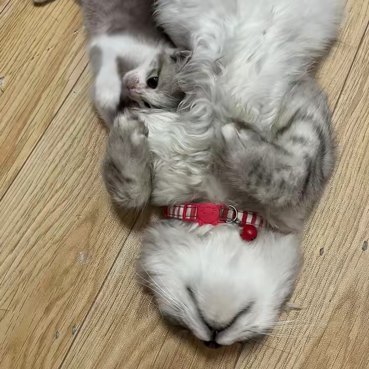 ตี๋น้อยมิลิล SL