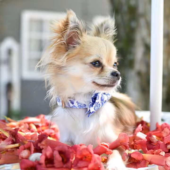 🐾 Pixel le Chihuahua