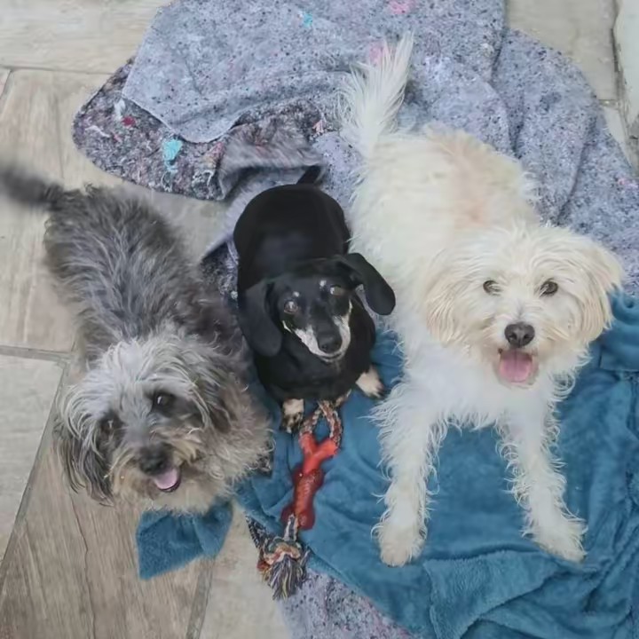 Mundo da Gabi Unicór