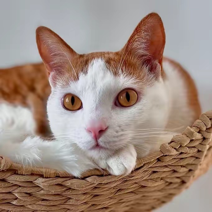 Stanley The Cat