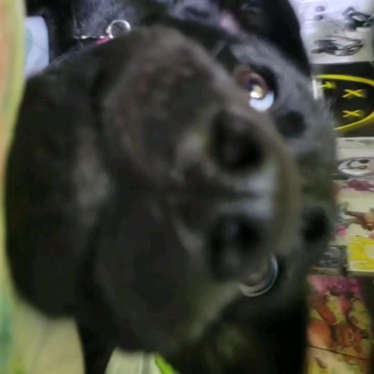 🪻 ꧁РАЭФАНГВ꧂🪼