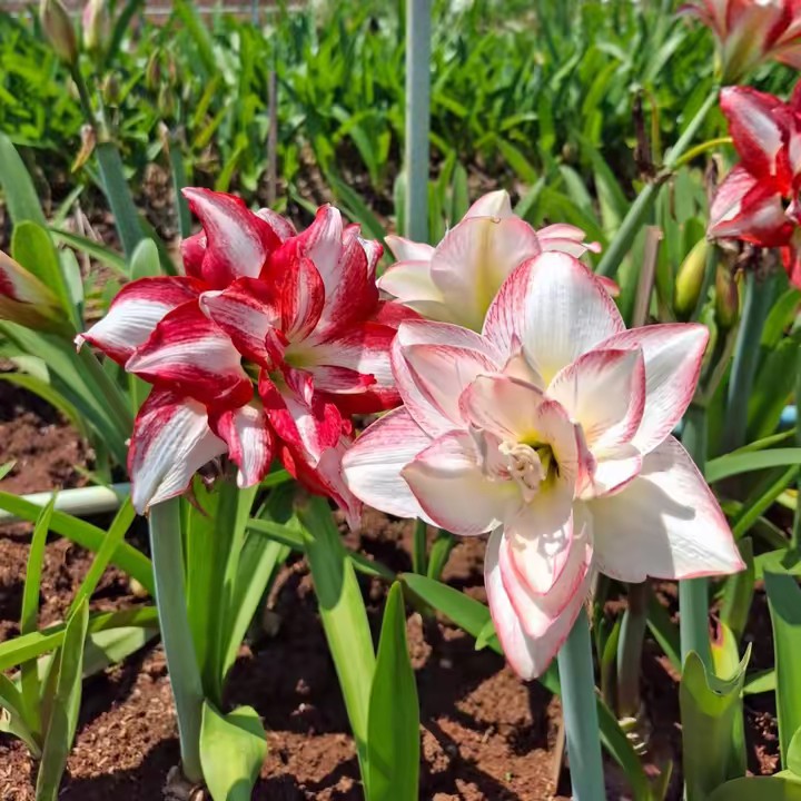 สวนคุณชัย ขายดอกไม้