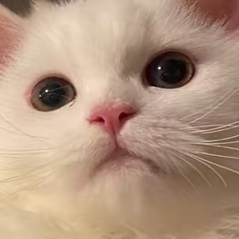 แบมล์ | Bamnalish