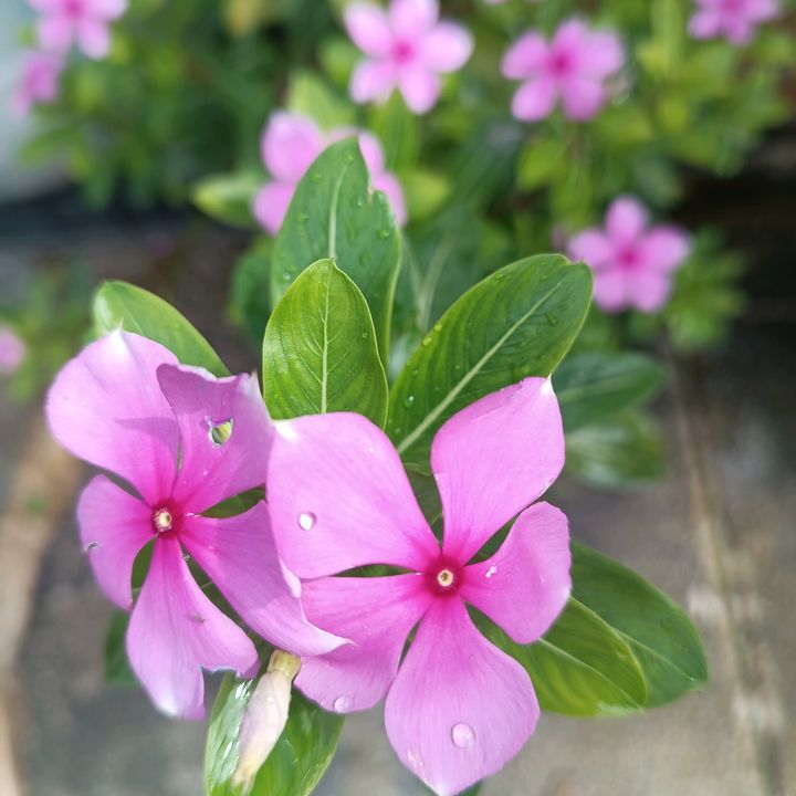 ❤️MocKBa❤️ 🍄