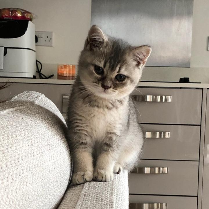 Remi the kitten