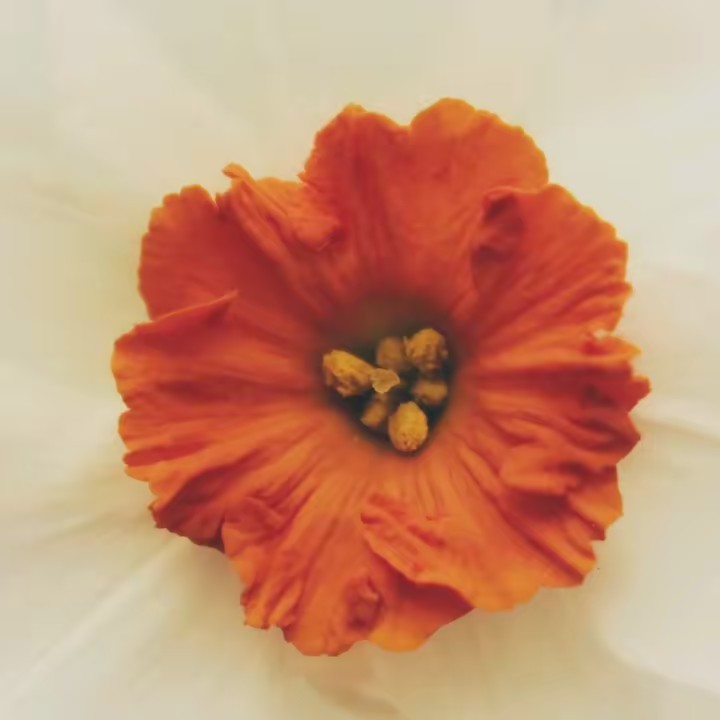 Belle Lentille Photography