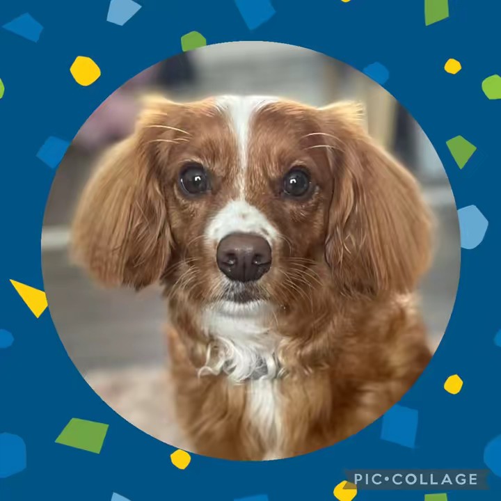 Cooper🐾💙