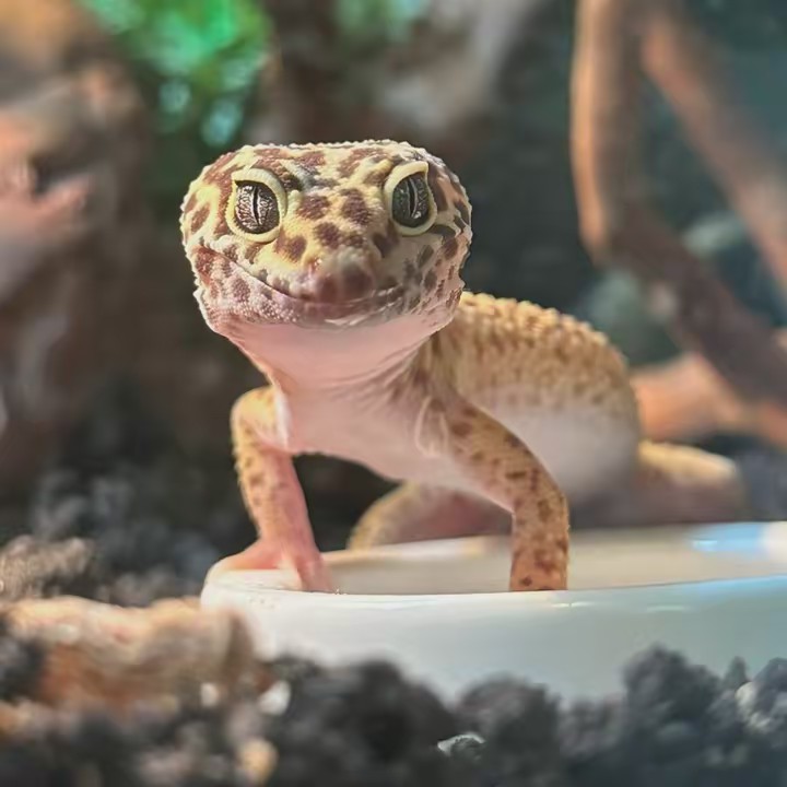 radreptiless 🐍🤍