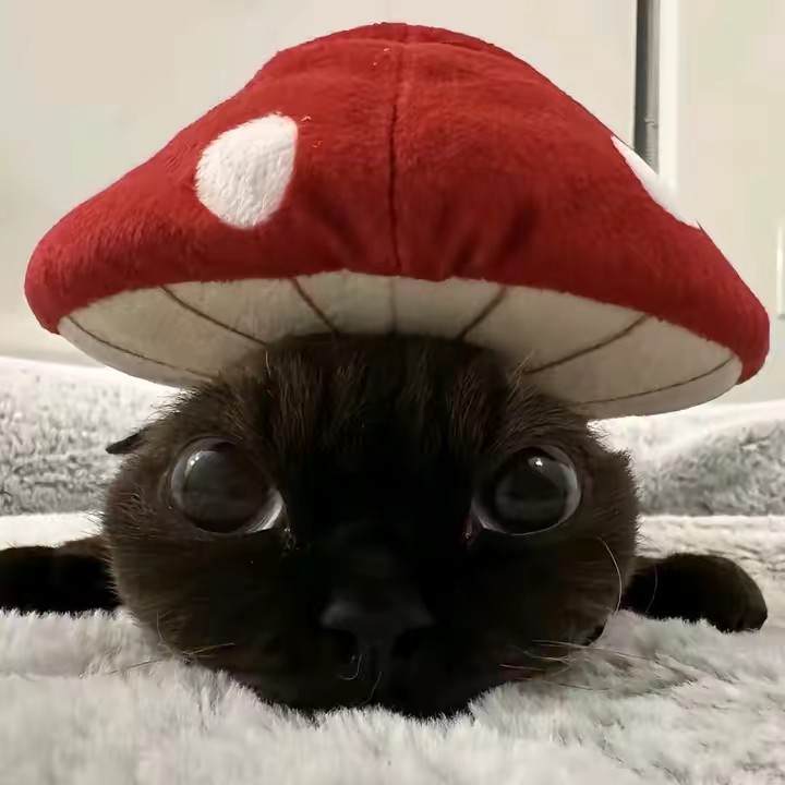 ข้าว  มันไก่