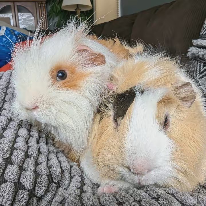 Guinea Pigs Of Milwaukee