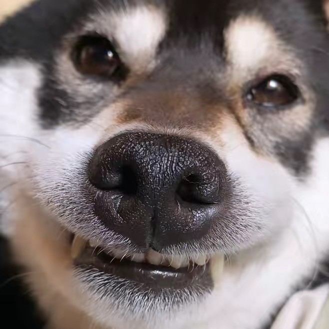 黒柴の秀吉さん