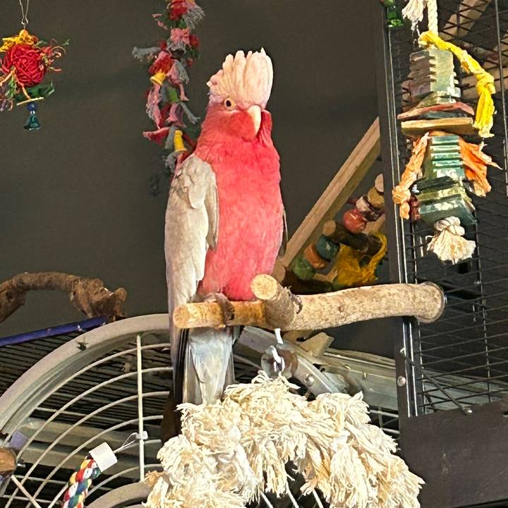 Buttons The Galah And Friends