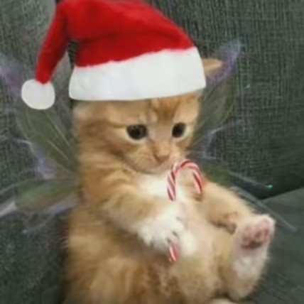 🥷𝖓𝖎𝖓𝖏𝖆🥷