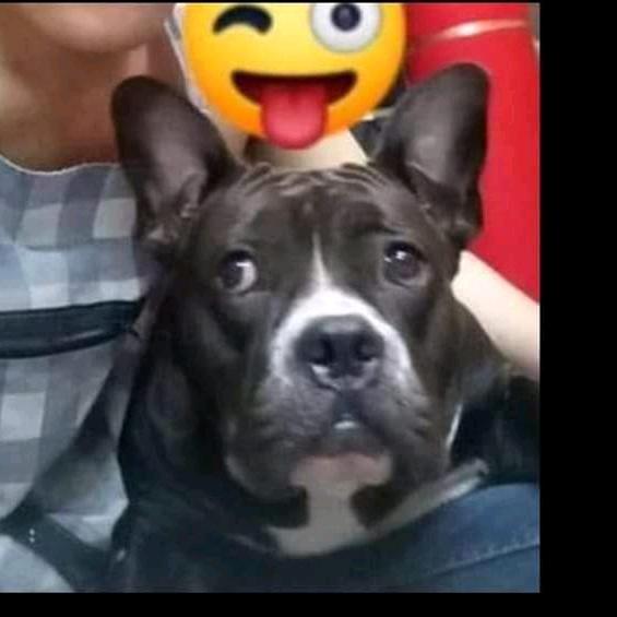 ลูก ชาย โทน