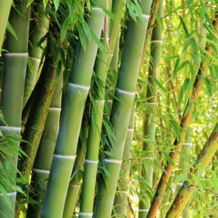 bamboo_master