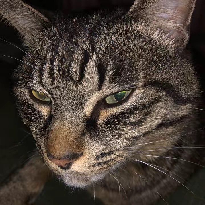 Nutela e companhia !