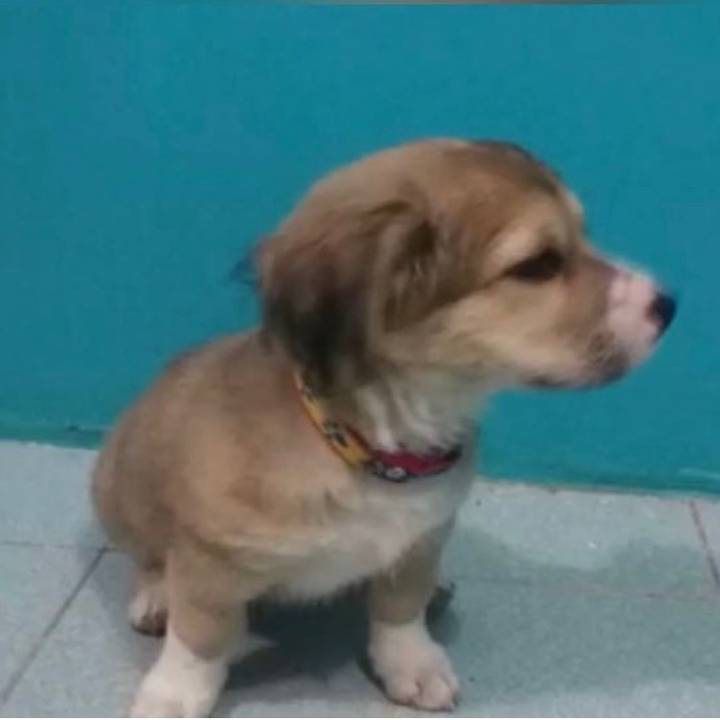 ▼・ᴥ・▼ 𝐋𝐚𝐬𝐬𝐢𝐞 ▼・ᴥ・▼