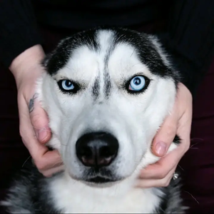 PetDroid